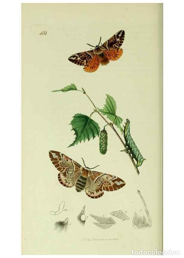 Collezionismo di Riviste e Giornali: Reproducci&oacute;n/Reproduction 49640976297: British entomology :. London,Printed for the author,1823-1840