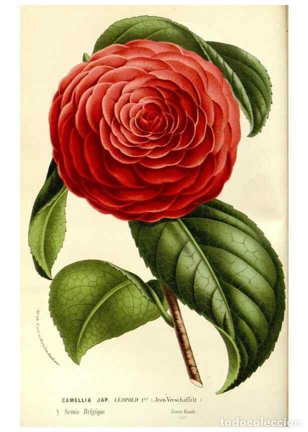 Coleccionismo de Revistas y Peri&oacute;dicos: Reproducci&oacute;n/Reproduction 49587278693: Flore des serres et des jardins de l'Europe. A Gand :chez Lou