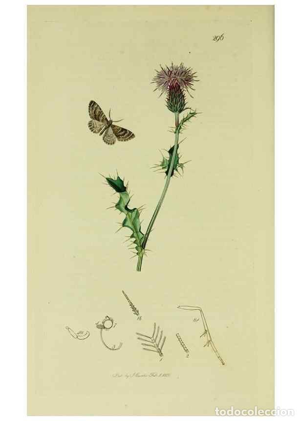 Coleccionismo de Revistas y Peri&oacute;dicos: Reproducci&oacute;n/Reproduction 49641053842: British entomology :. London,Printed for the author,1823-1840