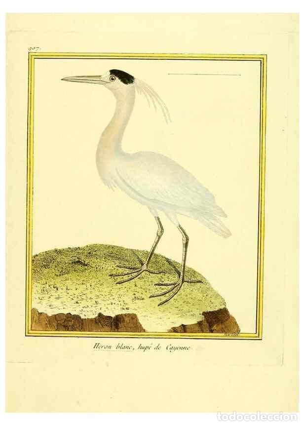 Coleccionismo de Revistas y Peri&oacute;dicos: Reproducci&oacute;n/Reproduction 49640778702: Planches enlumin&eacute;es d'histoire naturelle. Paris? :s.n.,1765-1