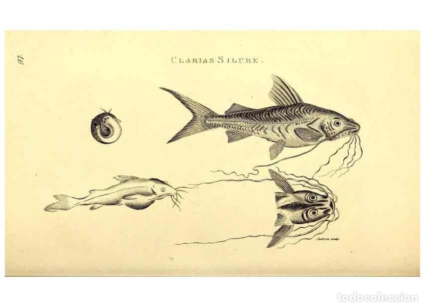 Coleccionismo de Revistas y Peri&oacute;dicos: Reproducci&oacute;n/Reproduction 49827049531: General zoology, or Systematic natural history. London,Printe