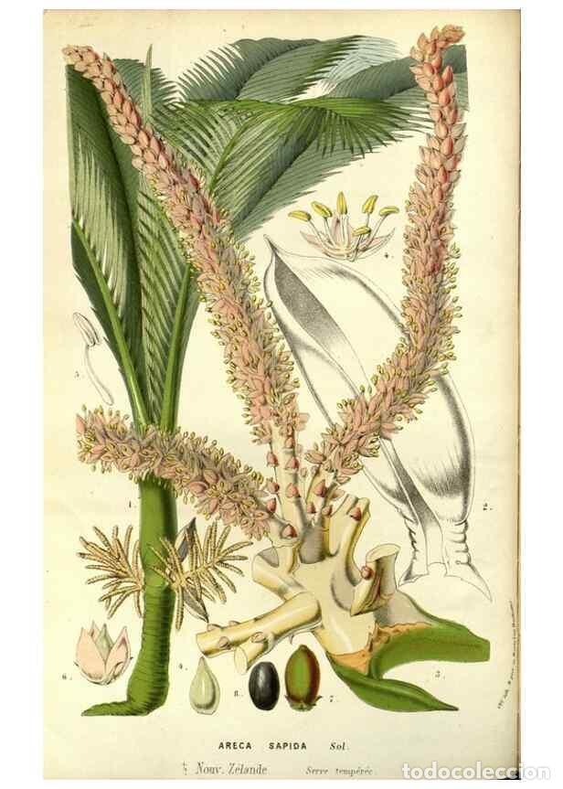 Coleccionismo de Revistas y Peri&oacute;dicos: Reproducci&oacute;n/Reproduction 49587686706: Flore des serres et des jardins de l'Europe. A Gand :chez Lou