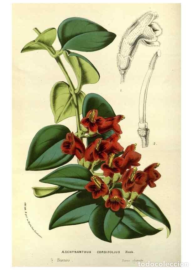 Coleccionismo de Revistas y Peri&oacute;dicos: Reproducci&oacute;n/Reproduction 49587685376: Flore des serres et des jardins de l'Europe. A Gand :chez Lou