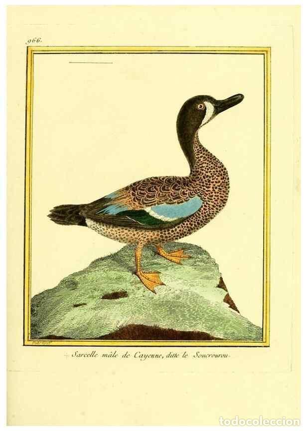 Coleccionismo de Revistas y Peri&oacute;dicos: Reproducci&oacute;n/Reproduction 49640795477: Planches enlumin&eacute;es d'histoire naturelle. Paris? :s.n.,1765-1