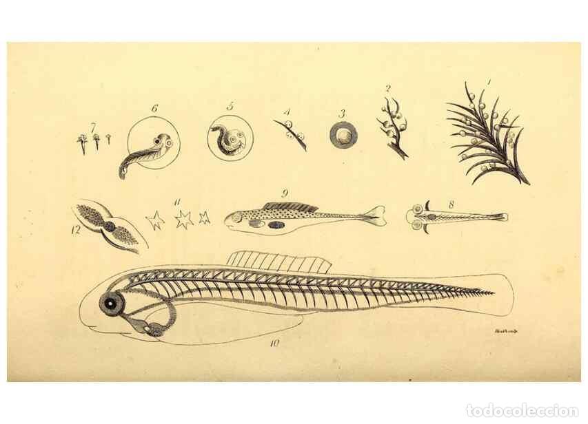 Coleccionismo de Revistas y Peri&oacute;dicos: Reproducci&oacute;n/Reproduction 49826514643: General zoology, or Systematic natural history. London,Printe