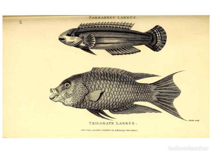 Coleccionismo de Revistas y Peri&oacute;dicos: Reproducci&oacute;n/Reproduction 49826665721: General zoology, or Systematic natural history. London,Printe