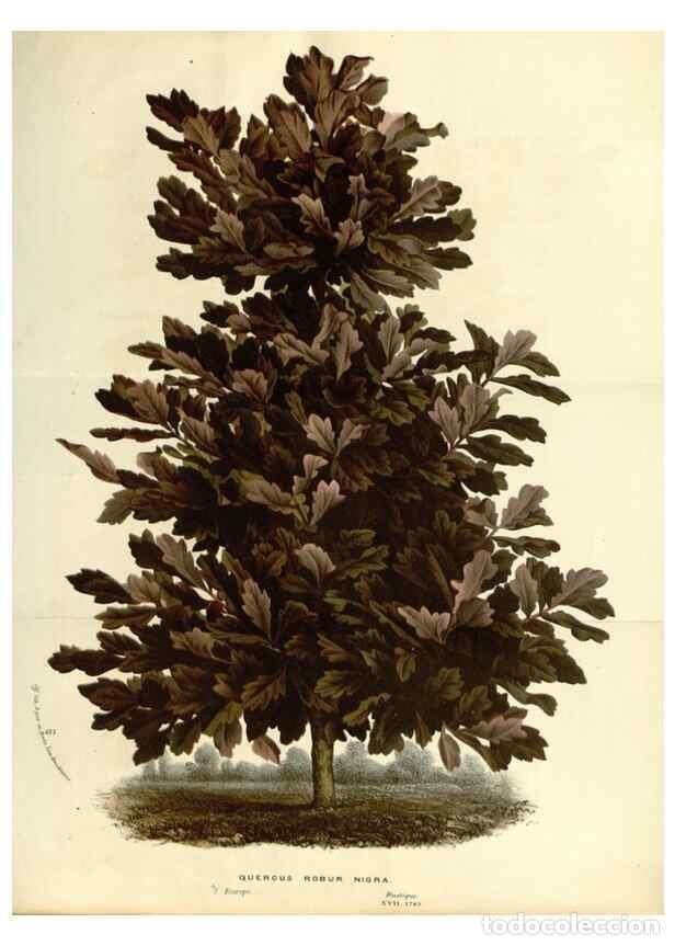 Collectionnisme de Revues et Journaux: Reproducci&oacute;n/Reproduction 49587439028: Flore des serres et des jardins de l'Europe. A Gand :chez Lou