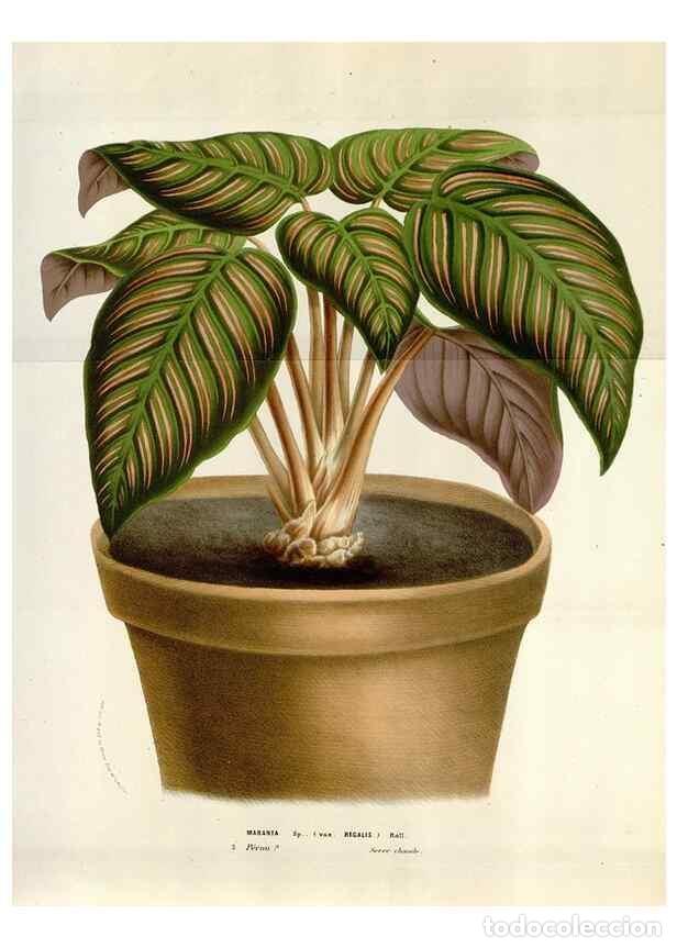 Collectionnisme de Revues et Journaux: Reproducci&oacute;n/Reproduction 49583564868: Flore des serres et des jardins de l'Europe. A Gand :chez Lou