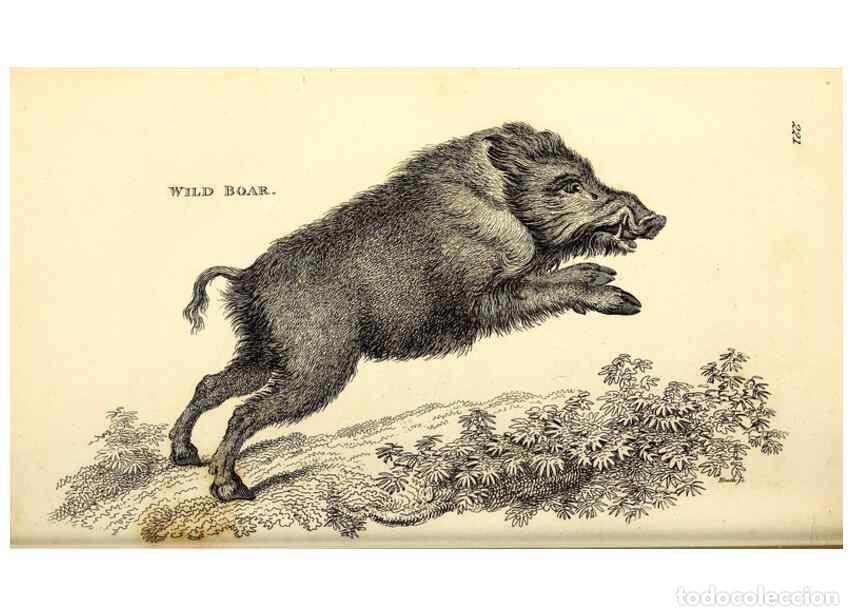 Collectionnisme de Revues et Journaux: Reproducci&oacute;n/Reproduction 49826012648: General zoology, or Systematic natural history. London,Printe