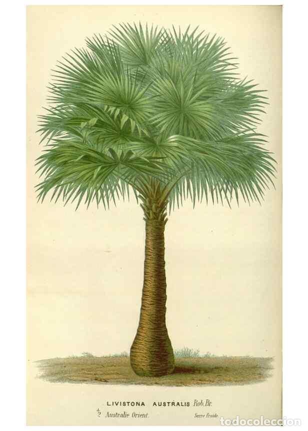 Collectionnisme de Revues et Journaux: Reproducci&oacute;n/Reproduction 49587934526: Flore des serres et des jardins de l'Europe. A Gand :chez Lou