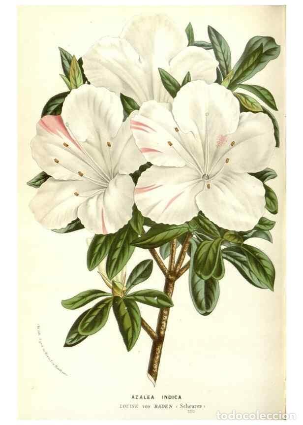 Collectionnisme de Revues et Journaux: Reproducci&oacute;n/Reproduction 49588180272: Flore des serres et des jardins de l'Europe. A Gand :chez Lou