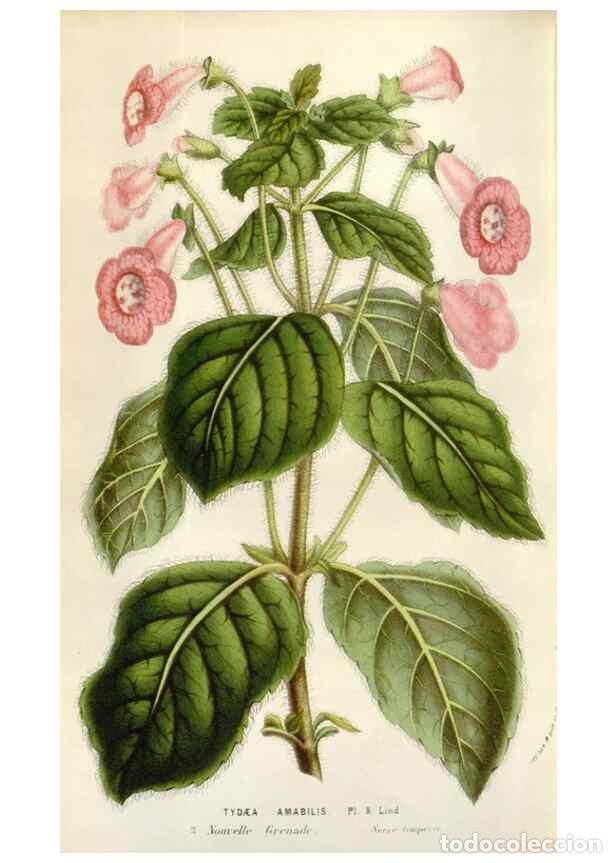 Collectionnisme de Revues et Journaux: Reproducci&oacute;n/Reproduction 49584063971: Flore des serres et des jardins de l'Europe. A Gand :chez Lou