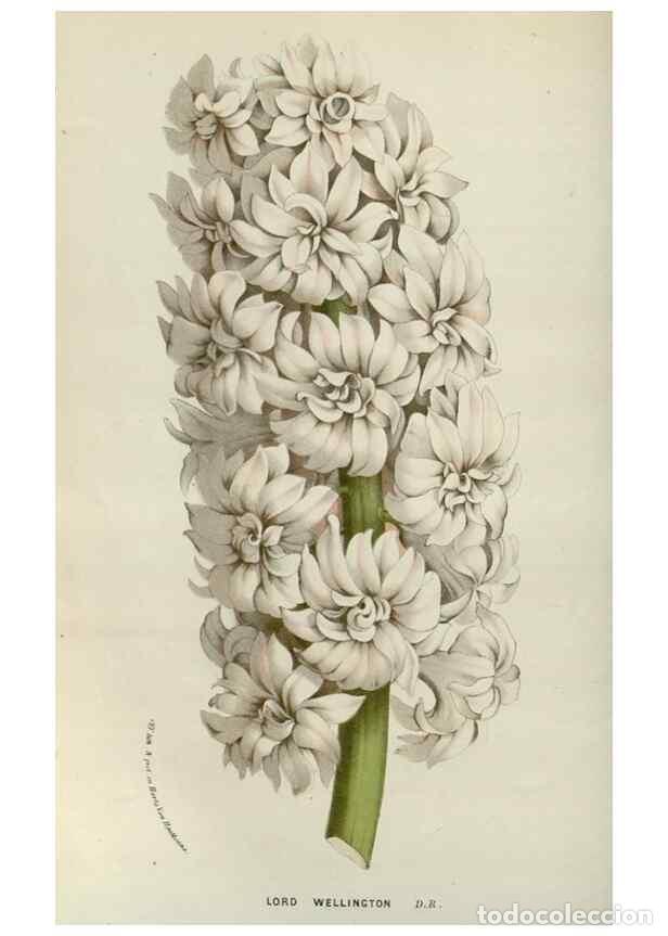 Collectionnisme de Revues et Journaux: Reproducci&oacute;n/Reproduction 49587691136: Flore des serres et des jardins de l'Europe. A Gand :chez Lou