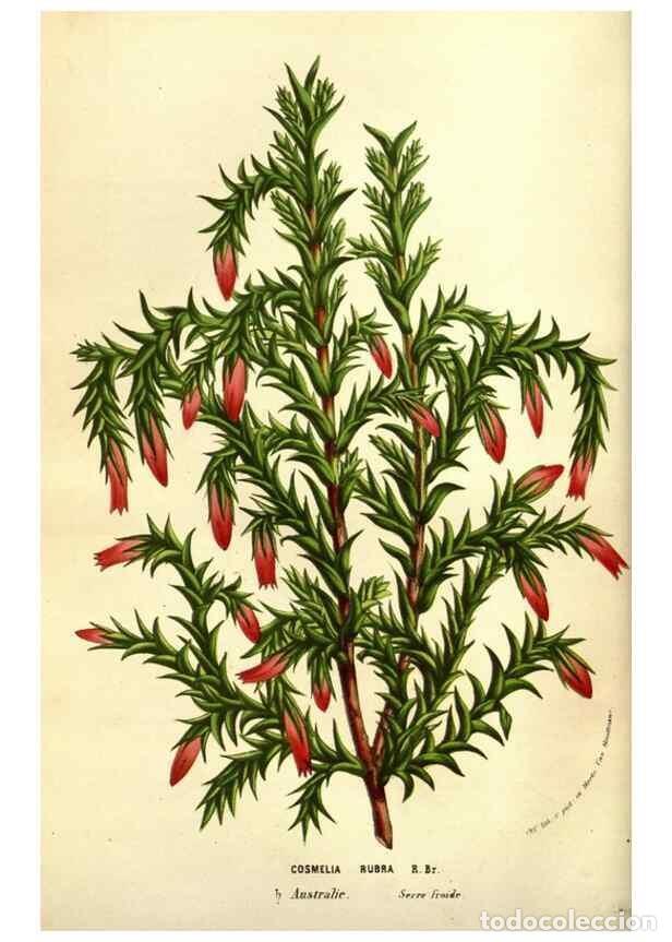 Collectionnisme de Revues et Journaux: Reproducci&oacute;n/Reproduction 49584215176: Flore des serres et des jardins de l'Europe. A Gand :chez Lou