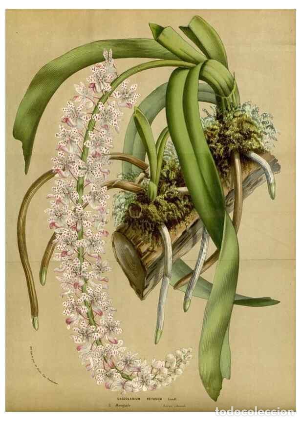 Collectionnisme de Revues et Journaux: Reproducci&oacute;n/Reproduction 49587691591: Flore des serres et des jardins de l'Europe. A Gand :chez Lou