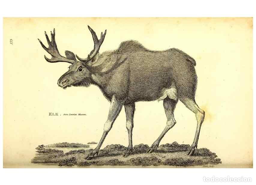 Collectionnisme de Revues et Journaux: Reproducci&oacute;n/Reproduction 49825998158: General zoology, or Systematic natural history. London,Printe