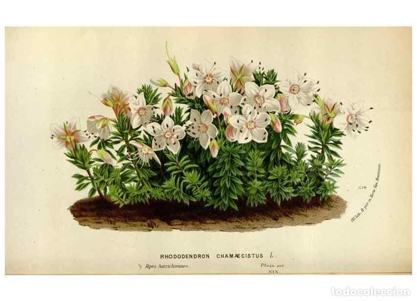 Collectionnisme de Revues et Journaux: Reproducci&oacute;n/Reproduction 49588042076: Flore des serres et des jardins de l'Europe. A Gand :chez Lou