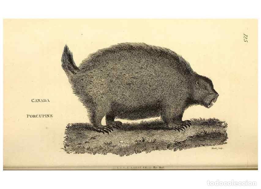 Collectionnisme de Revues et Journaux: Reproducci&oacute;n/Reproduction 49826830637: General zoology, or Systematic natural history. London,Printe