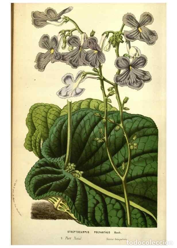 Collectionnisme de Revues et Journaux: Reproducci&oacute;n/Reproduction 49583715688: Flore des serres et des jardins de l'Europe. A Gand :chez Lou