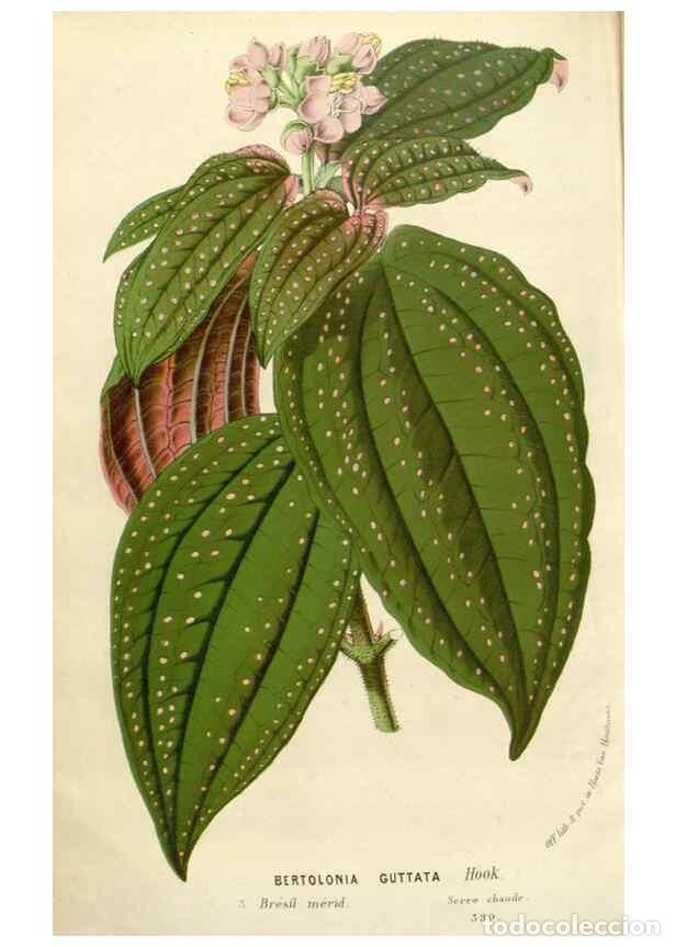 Colecionismo de Revistas e Jornais: Reproducci&oacute;n/Reproduction 49588961106: Flore des serres et des jardins de l'Europe. A Gand :chez Lou