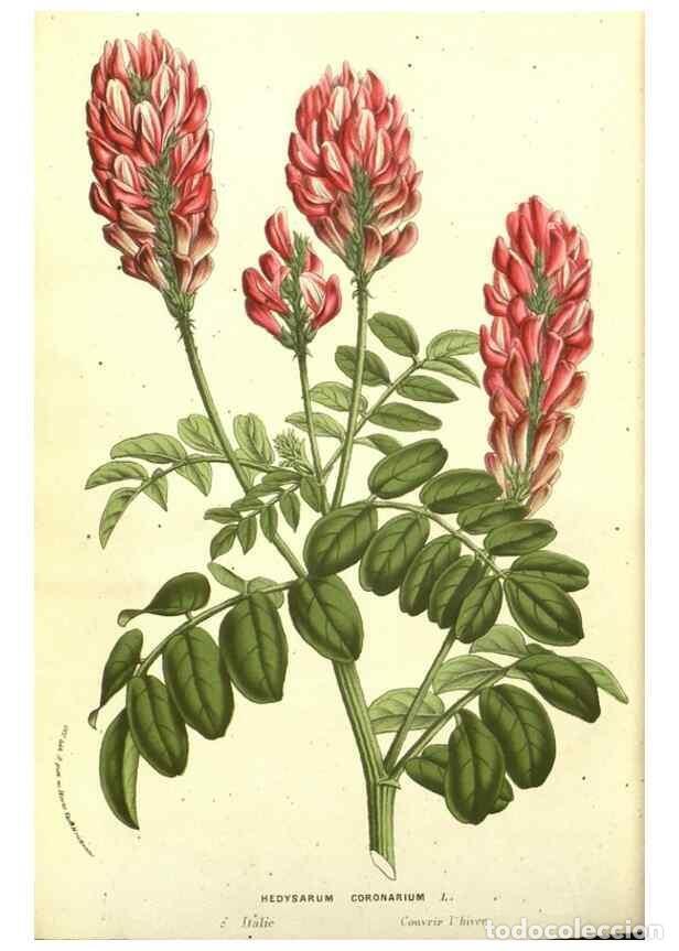 Colecionismo de Revistas e Jornais: Reproducci&oacute;n/Reproduction 49587854217: Flore des serres et des jardins de l'Europe. A Gand :chez Lou