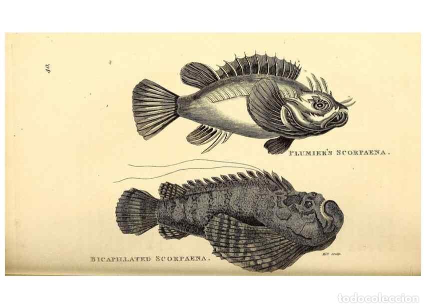 Colecionismo de Revistas e Jornais: Reproducci&oacute;n/Reproduction 49826969442: General zoology, or Systematic natural history. London,Printe