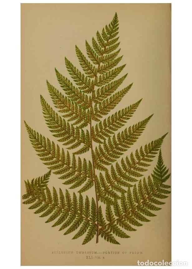 Colecionismo de Revistas e Jornais: Reproducci&oacute;n/Reproduction 49626361788: Ferns: British and exotic.... London,Groombridge and Sons,185