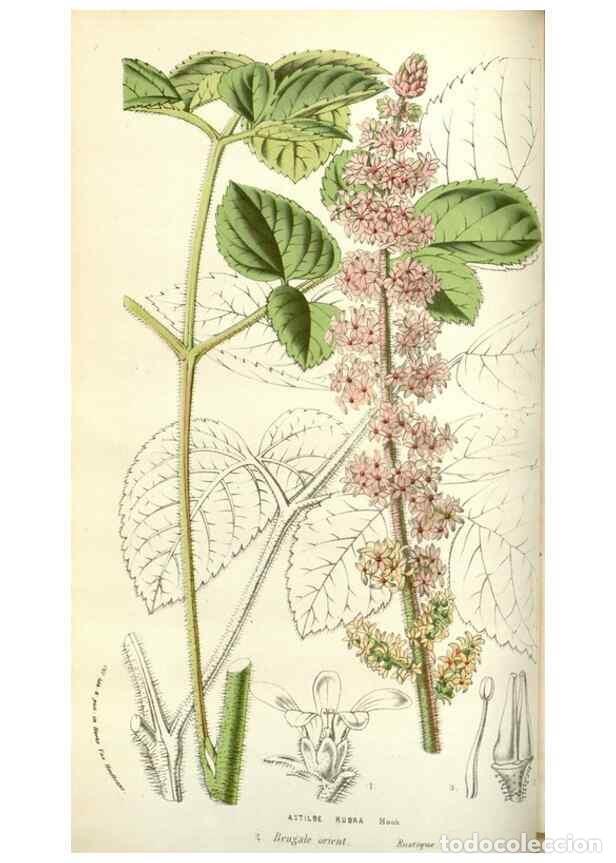 Colecionismo de Revistas e Jornais: Reproducci&oacute;n/Reproduction 49584817852: Flore des serres et des jardins de l'Europe. A Gand :chez Lou