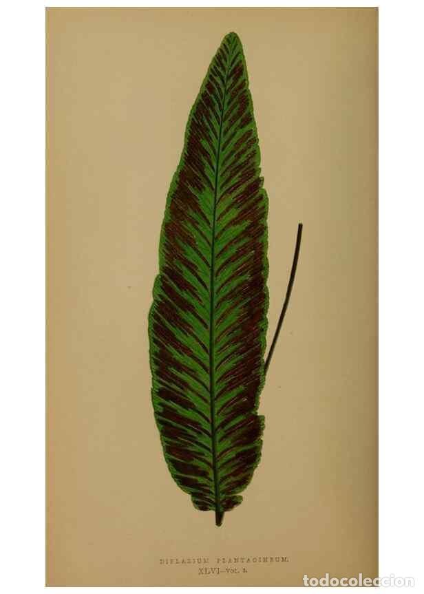 Colecionismo de Revistas e Jornais: Reproducci&oacute;n/Reproduction 49627153032: Ferns: British and exotic.... London,Groombridge and Sons,185