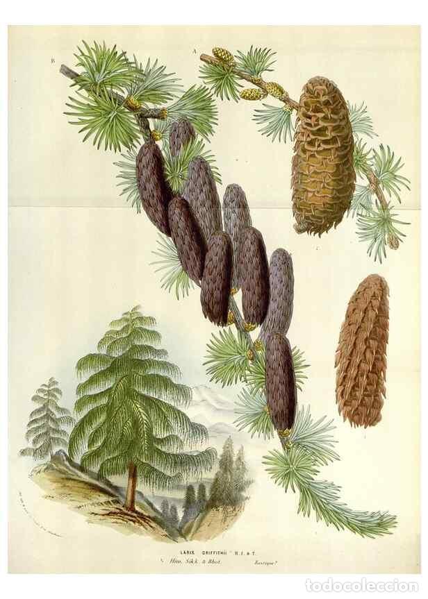 Colecionismo de Revistas e Jornais: Reproducci&oacute;n/Reproduction 49584833747: Flore des serres et des jardins de l'Europe. A Gand :chez Lou