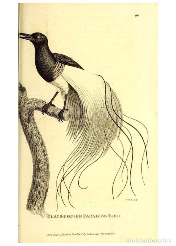 Colecionismo de Revistas e Jornais: Reproducci&oacute;n/Reproduction 49830077606: General zoology, or Systematic natural history. London,Printe