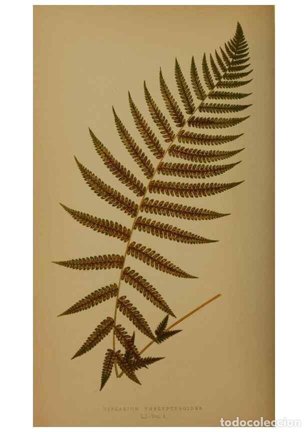 Colecionismo de Revistas e Jornais: Reproducci&oacute;n/Reproduction 49626363958: Ferns: British and exotic.... London,Groombridge and Sons,185