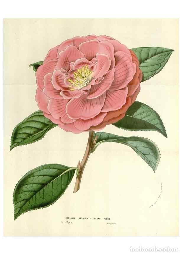 Collezionismo di Riviste e Giornali: Reproducci&oacute;n/Reproduction 49584836252: Flore des serres et des jardins de l'Europe. A Gand :chez Lou