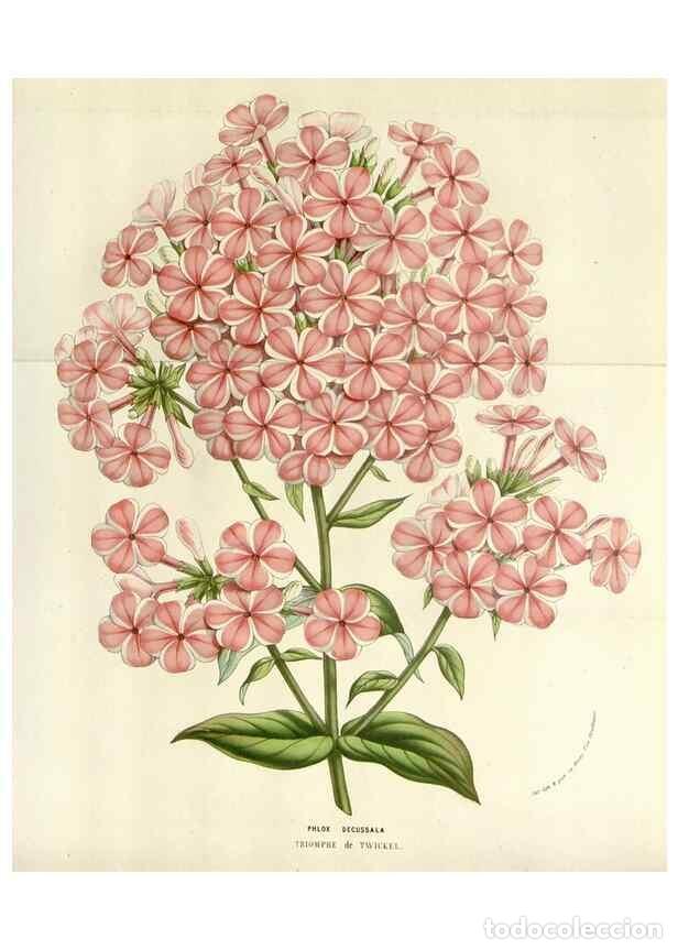 Collezionismo di Riviste e Giornali: Reproducci&oacute;n/Reproduction 49584598251: Flore des serres et des jardins de l'Europe. A Gand :chez Lou