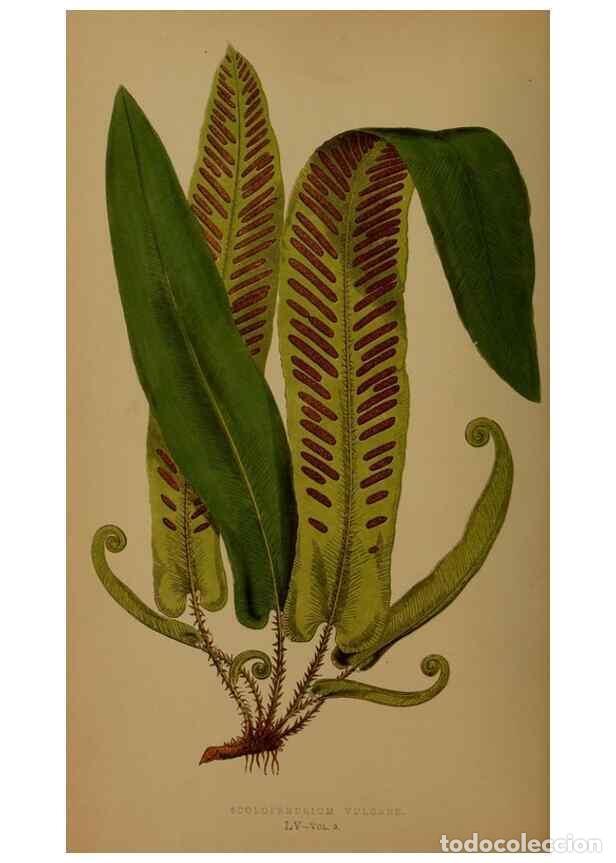 Collezionismo di Riviste e Giornali: Reproducci&oacute;n/Reproduction 49626364838: Ferns: British and exotic.... London,Groombridge and Sons,185