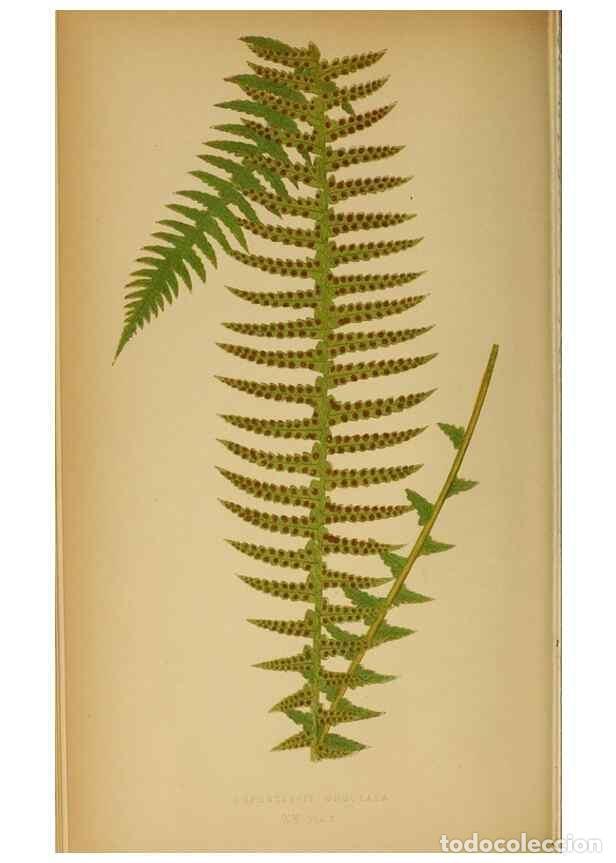 Collezionismo di Riviste e Giornali: Reproducci&oacute;n/Reproduction 49628468192: Ferns: British and exotic.... London,Groombridge and Sons,185