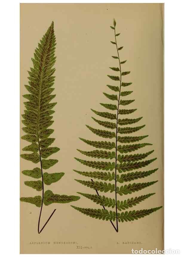 Collezionismo di Riviste e Giornali: Reproducci&oacute;n/Reproduction 49626872516: Ferns: British and exotic.... London,Groombridge and Sons,185