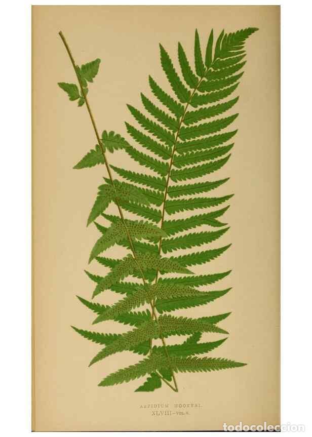 Collezionismo di Riviste e Giornali: Reproducci&oacute;n/Reproduction 49626714908: Ferns: British and exotic.... London,Groombridge and Sons,185