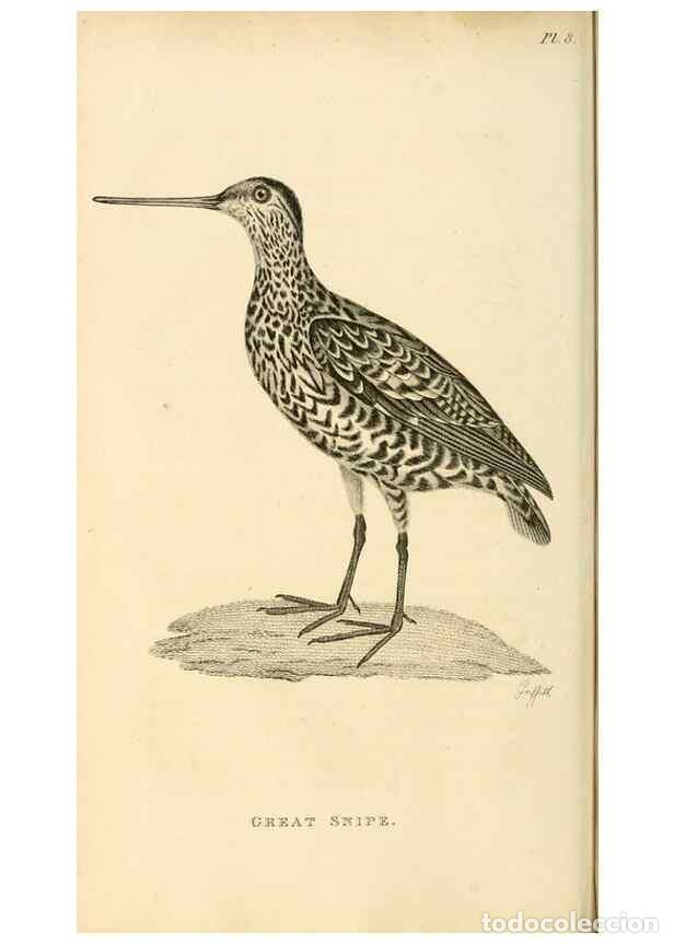 Collezionismo di Riviste e Giornali: Reproducci&oacute;n/Reproduction 49831263432: General zoology, or Systematic natural history. London,Printe