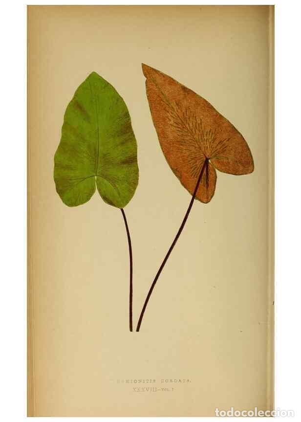 Collezionismo di Riviste e Giornali: Reproducci&oacute;n/Reproduction 49628197306: Ferns: British and exotic.... London,Groombridge and Sons,185