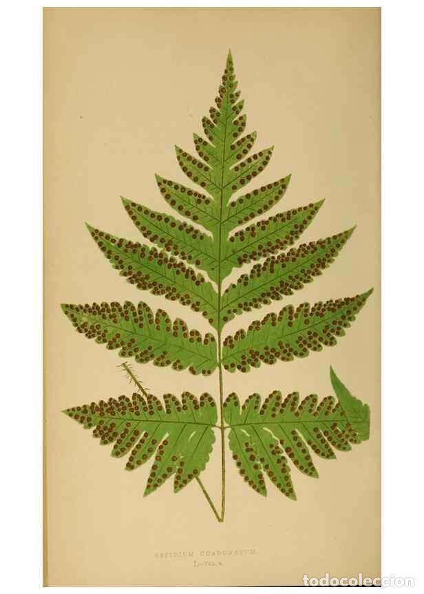 Collection Magazines and Newspapers: Reproducci&oacute;n/Reproduction 49627505977: Ferns: British and exotic.... London,Groombridge and Sons,185