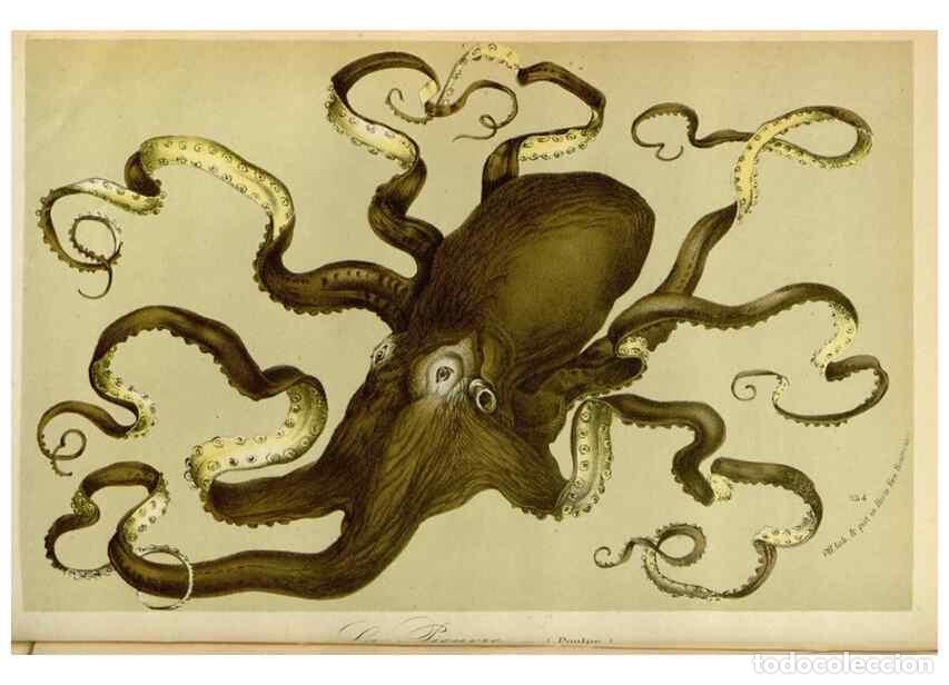 Collection Magazines and Newspapers: Reproducci&oacute;n/Reproduction 49588503137: Flore des serres et des jardins de l'Europe. A Gand :chez Lou