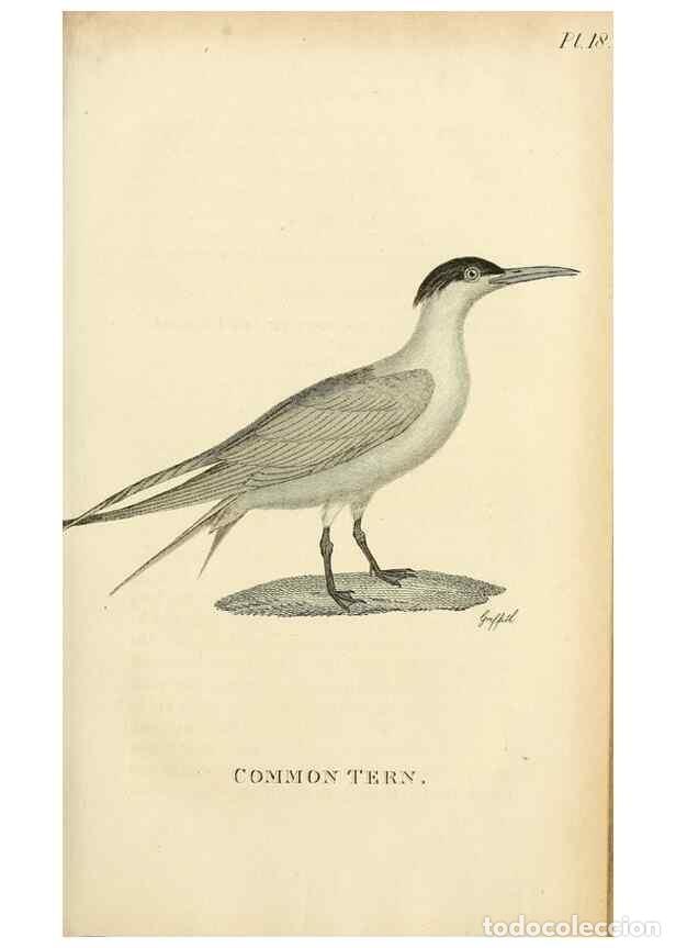 Collection Magazines and Newspapers: Reproducci&oacute;n/Reproduction 49831337657: General zoology, or Systematic natural history. London,Printe