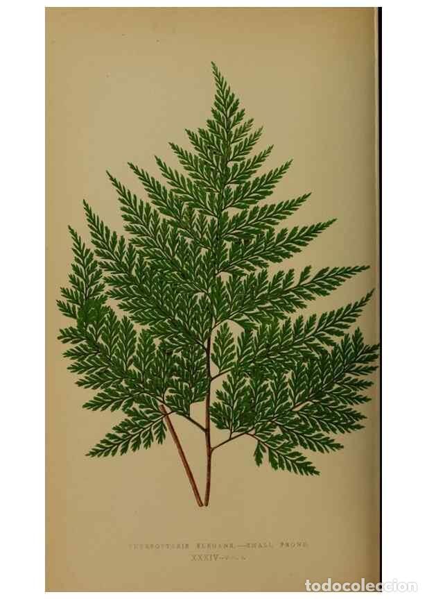 Collection Magazines and Newspapers: Reproducci&oacute;n/Reproduction 49627958783: Ferns: British and exotic.... London,Groombridge and Sons,185