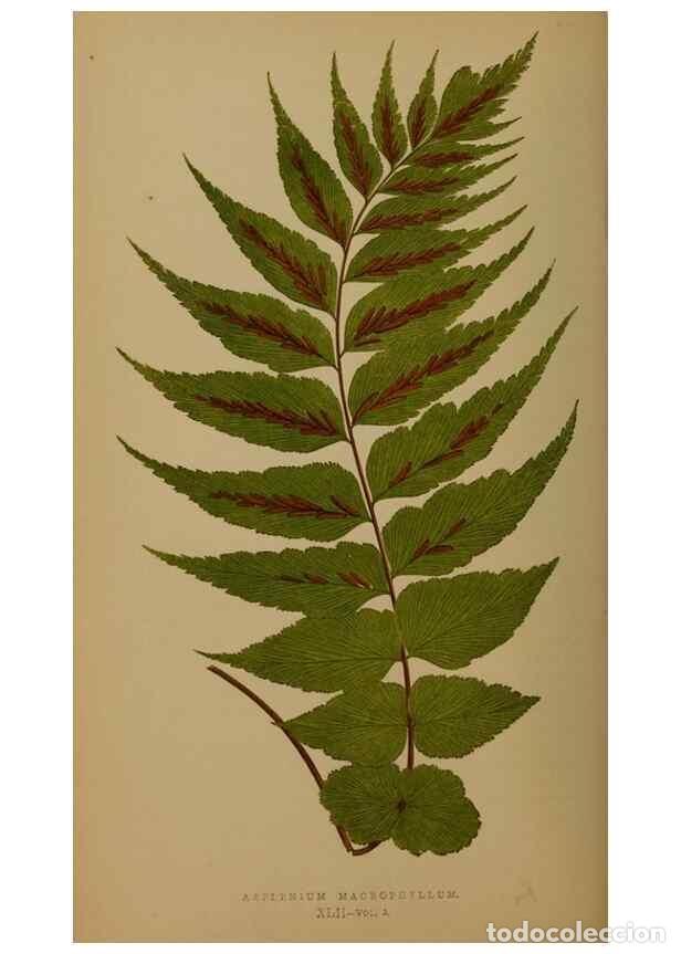 Collection Magazines and Newspapers: Reproducci&oacute;n/Reproduction 49627152082: Ferns: British and exotic.... London,Groombridge and Sons,185
