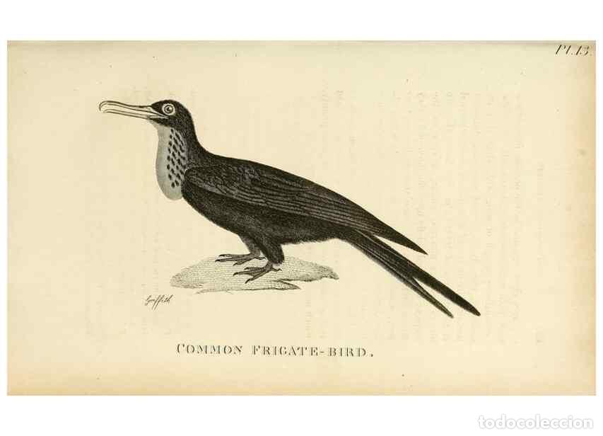 Collection Magazines and Newspapers: Reproducci&oacute;n/Reproduction 49831026486: General zoology, or Systematic natural history. London,Printe