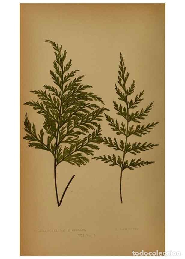 Sammeln von Zeitschriften und Zeitungen: Reproducci&oacute;n/Reproduction 49628473741: Ferns: British and exotic.... London,Groombridge and Sons,185