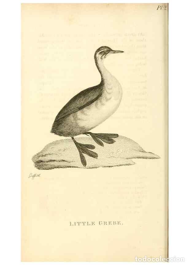 Sammeln von Zeitschriften und Zeitungen: Reproducci&oacute;n/Reproduction 49830488073: General zoology, or Systematic natural history. London,Printe