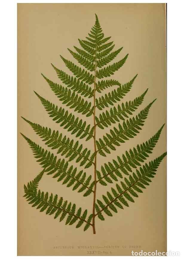 Collezionismo di Riviste e Giornali: Reproducci&oacute;n/Reproduction 49626878491: Ferns: British and exotic.... London,Groombridge and Sons,185