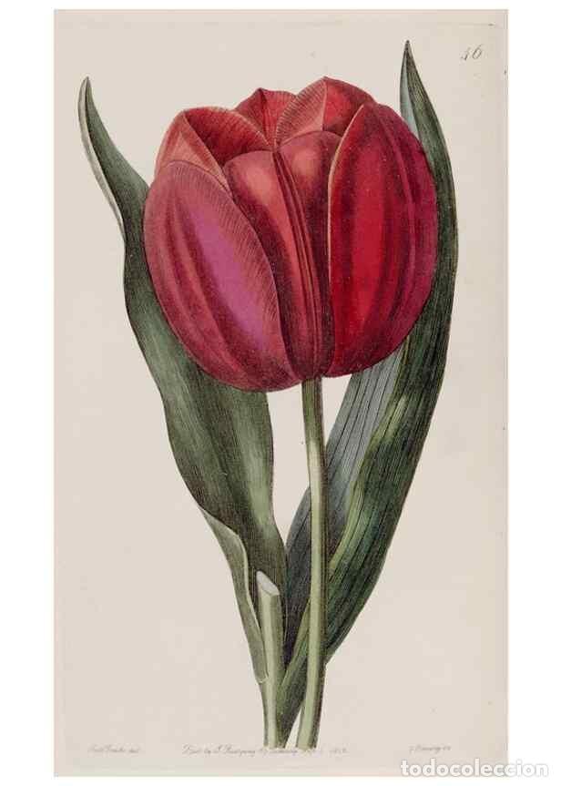 Collezionismo di Riviste e Giornali: Reproducci&oacute;n/Reproduction 49818060277: Edwards's botanical register.. London :James Ridgway,1829-184